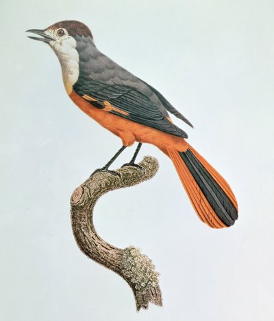 Orange Jay by Jacques Barraband